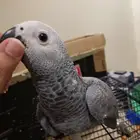 كاسكو فرخ - تم البيع