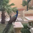 طاووس ابيض زوج ويوجد هندي منتجة