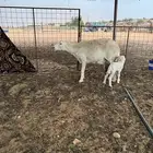 حريه متوم جرمها طيب (( تم البيع))