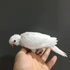 فرخ كويكر البينو(تم البييع)