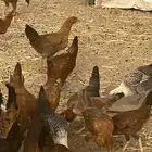 دجاج وديوك بلدي