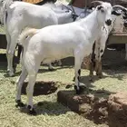 تيوس ثنيان ضحايا