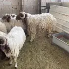 نعيمي بلدي ثني تربيه ( تم البيع )