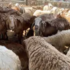 سواكني اضاحي فوق 40 كيلو متوفر تابي وتمارا