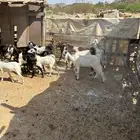 ذبائح عارضي و بيشي للبيع