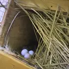 زوجين روز منتجه