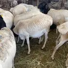 اضاحي شاملة الذبح والنقل والتوزيع