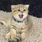 قط اسكوتش للبيع