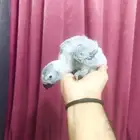 فروخ كاسكو غر(تم البيع)