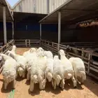 طليان حريات جبر