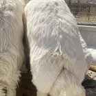 تم البيع الله يبارك لشاري ويعوض البايع