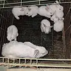 ارانب شنشلا بعيالها