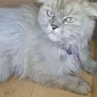 طلب إنقاذ