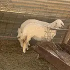 رخال فل شحم ضحايا متوفر تابي وتمارا