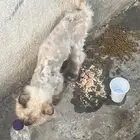 قطة انثى نوع هيمالايا متخلى عنها