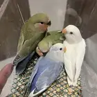 فروخ روز ( تم البيع الله يبارك لهم )