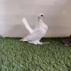 طبه الاسكا