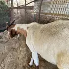 عنز شحم تم البيع