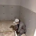 مبلط