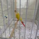 ذكر كنيور صن شيك