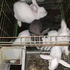 ارانب مع عيالها للبيع