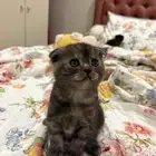 Scottish fold 1 month girl ear down