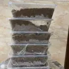 فتيت (ممروس ) للبيع