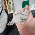 فرخين كنيور واحد مون و الثاني نعناع