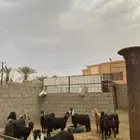 2747 - حي النهضة  67824 - 7193