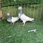 جده