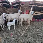 رخال ولد نظيفة(تم البيع )