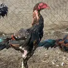 ديك باكستاني