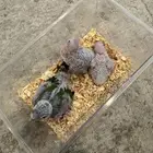 فروخ كنيور يلو سايد رد فاكتور