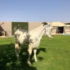 تيس مطور فاخرر
