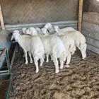 طليان حريات ( تم البيع )