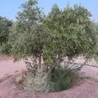 أشجار الزيتون العدد 100. مثمر