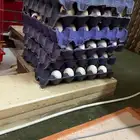 للبيع يبض بلدي