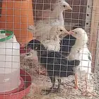 صيصان دجاج