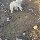 طليان 2