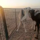حشو