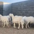 20 خروف شعره وأطراف 6 شهور