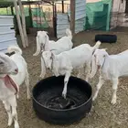 جفرات مطوره