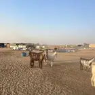 للبيع معزا مراح