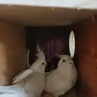 زوج كروان هولندي