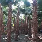 انخل واشنطن زينه للبيع الجميع المحافظات 66