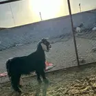 فحل عارضي تم البيع