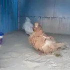 زوج كشكش