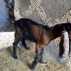 صخال للبيع شرط