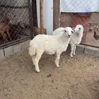 ثنتين رخال سمان وطيبات