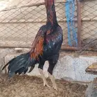 ديك باكستاني اصيل